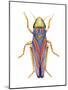 Red-Banded Leafhopper (Graphocephala Coccinea), Insects-Encyclopaedia Britannica-Mounted Poster