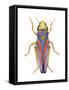 Red-Banded Leafhopper (Graphocephala Coccinea), Insects-Encyclopaedia Britannica-Framed Stretched Canvas