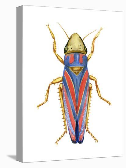 Red-Banded Leafhopper (Graphocephala Coccinea), Insects-Encyclopaedia Britannica-Stretched Canvas