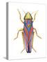 Red-Banded Leafhopper (Graphocephala Coccinea), Insects-Encyclopaedia Britannica-Stretched Canvas
