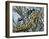 Red-Banded Sand Wasp, Hymenoptera, Carrying Caterpillar (Ammophila Sabulosa), Sphecidae-null-Framed Giclee Print