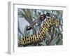 Red-Banded Sand Wasp, Hymenoptera, Carrying Caterpillar (Ammophila Sabulosa), Sphecidae-null-Framed Giclee Print