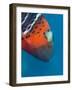 Red-Banded Wrasse (Cheilinus Fasciatus), Cairns, Queensland, Australia, Pacific-Louise Murray-Framed Photographic Print