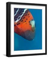 Red-Banded Wrasse (Cheilinus Fasciatus), Cairns, Queensland, Australia, Pacific-Louise Murray-Framed Photographic Print