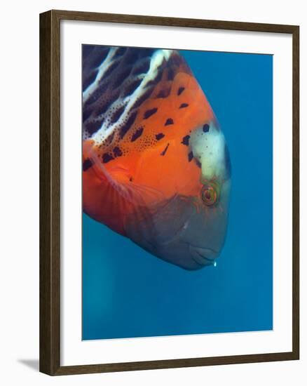 Red-Banded Wrasse (Cheilinus Fasciatus), Cairns, Queensland, Australia, Pacific-Louise Murray-Framed Photographic Print