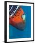 Red-Banded Wrasse (Cheilinus Fasciatus), Cairns, Queensland, Australia, Pacific-Louise Murray-Framed Photographic Print