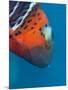 Red-Banded Wrasse (Cheilinus Fasciatus), Cairns, Queensland, Australia, Pacific-Louise Murray-Mounted Photographic Print