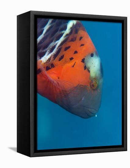 Red-Banded Wrasse (Cheilinus Fasciatus), Cairns, Queensland, Australia, Pacific-Louise Murray-Framed Stretched Canvas