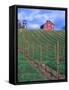 Red Barn Above Vineyard, Dry Creek Valley, California, USA-John Alves-Framed Stretched Canvas