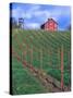 Red Barn Above Vineyard, Dry Creek Valley, California, USA-John Alves-Stretched Canvas