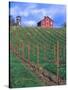 Red Barn Above Vineyard, Dry Creek Valley, California, USA-John Alves-Stretched Canvas