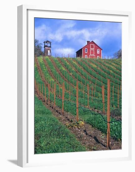 Red Barn Above Vineyard, Dry Creek Valley, California, USA-John Alves-Framed Premium Photographic Print