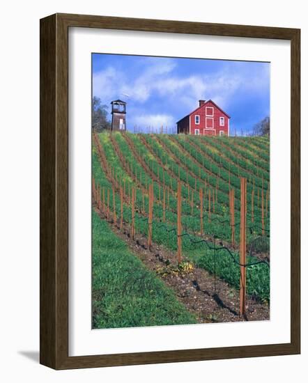 Red Barn Above Vineyard, Dry Creek Valley, California, USA-John Alves-Framed Photographic Print