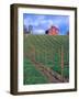 Red Barn Above Vineyard, Dry Creek Valley, California, USA-John Alves-Framed Photographic Print