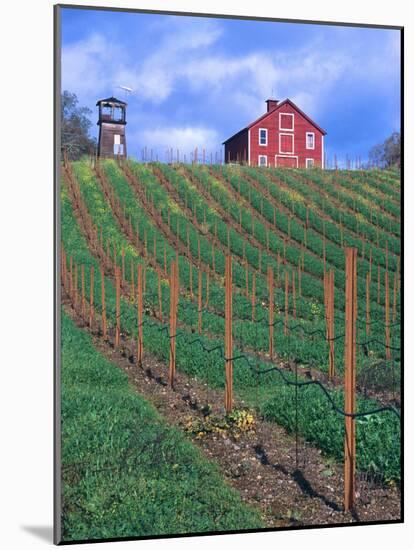 Red Barn Above Vineyard, Dry Creek Valley, California, USA-John Alves-Mounted Photographic Print