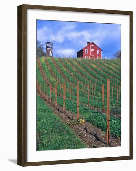 Red Barn Above Vineyard, Dry Creek Valley, California, USA-John Alves-Framed Photographic Print