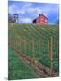 Red Barn Above Vineyard, Dry Creek Valley, California, USA-John Alves-Mounted Photographic Print