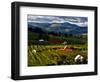 Red Barn Amid Orchards, Hood River, Oregon, USA-Jaynes Gallery-Framed Photographic Print