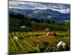 Red Barn Amid Orchards, Hood River, Oregon, USA-Jaynes Gallery-Mounted Photographic Print