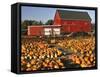 Red Barn and Pumpkin Display in Willamette Valley, Oregon, USA-Jaynes Gallery-Framed Stretched Canvas