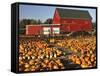 Red Barn and Pumpkin Display in Willamette Valley, Oregon, USA-Jaynes Gallery-Framed Stretched Canvas