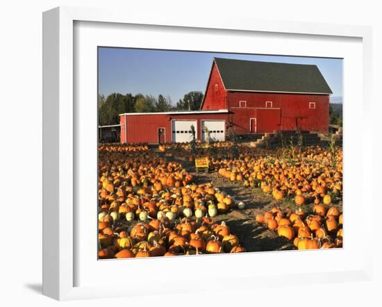 Red Barn and Pumpkin Display in Willamette Valley, Oregon, USA-Jaynes Gallery-Framed Premium Photographic Print
