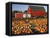 Red Barn and Pumpkin Display in Willamette Valley, Oregon, USA-Jaynes Gallery-Framed Stretched Canvas