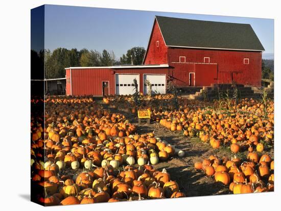Red Barn and Pumpkin Display in Willamette Valley, Oregon, USA-Jaynes Gallery-Stretched Canvas