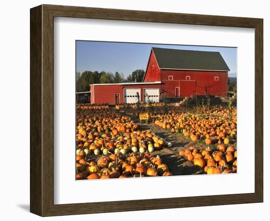 Red Barn and Pumpkin Display in Willamette Valley, Oregon, USA-Jaynes Gallery-Framed Photographic Print
