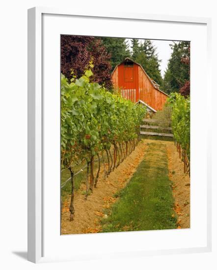 Red Barn at a Winery and Vineyard on Whidbey Island, Washington, USA-Richard Duval-Framed Photographic Print