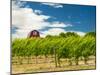 Red Barn at Va Piano Vineyards, Walla Walla, Washington, USA-Richard Duval-Mounted Premium Photographic Print