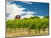 Red Barn at Va Piano Vineyards, Walla Walla, Washington, USA-Richard Duval-Mounted Photographic Print