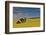 Red barn in canola field, Eastern Washington-Darrell Gulin-Framed Photographic Print