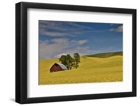 Red barn in canola field, Eastern Washington-Darrell Gulin-Framed Photographic Print