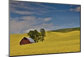 Red barn in canola field, Eastern Washington-Darrell Gulin-Mounted Photographic Print