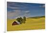 Red barn in canola field, Eastern Washington-Darrell Gulin-Framed Photographic Print