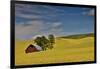 Red barn in canola field, Eastern Washington-Darrell Gulin-Framed Photographic Print