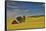 Red barn in canola field, Eastern Washington-Darrell Gulin-Framed Stretched Canvas