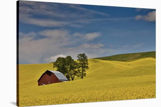 Red barn in canola field, Eastern Washington-Darrell Gulin-Stretched Canvas