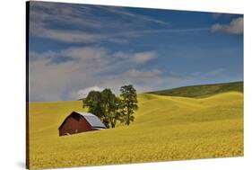 Red barn in canola field, Eastern Washington-Darrell Gulin-Stretched Canvas