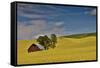 Red barn in canola field, Eastern Washington-Darrell Gulin-Framed Stretched Canvas