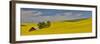 Red barn in canola field, Eastern Washington-Darrell Gulin-Framed Photographic Print