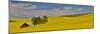 Red barn in canola field, Eastern Washington-Darrell Gulin-Mounted Photographic Print