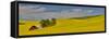 Red barn in canola field, Eastern Washington-Darrell Gulin-Framed Stretched Canvas