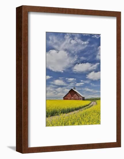 Red barn in canola field near Genesee, Idaho.-Darrell Gulin-Framed Photographic Print