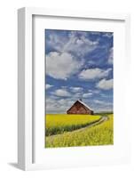 Red barn in canola field near Genesee, Idaho.-Darrell Gulin-Framed Photographic Print