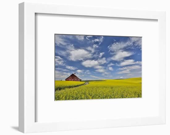 Red barn in canola field near Genesee, Idaho.-Darrell Gulin-Framed Photographic Print