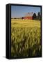 Red Barn in Field of Harvest Wheat-Terry Eggers-Framed Stretched Canvas