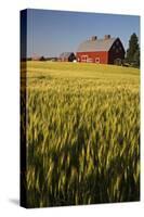 Red Barn in Field of Harvest Wheat-Terry Eggers-Stretched Canvas