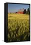 Red Barn in Field of Harvest Wheat-Terry Eggers-Framed Stretched Canvas